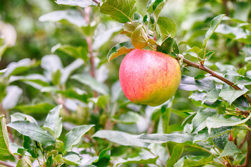 Ripe red apple on a tree branch