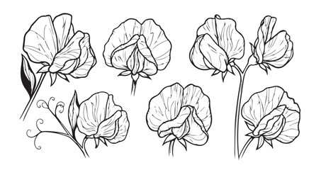 Sweet Pea Line Art Minimal Flower Drawing