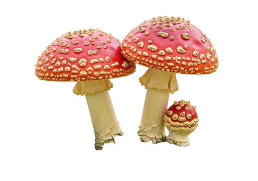 Amanita muscaria mushrooms isolated on transparent background, vibrant red toadstools with white spots, poisonous fungi PNG