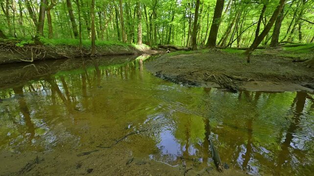 Auwald, T&uuml;mpel, Wasser, Baum, frisch, Fr&uuml;hling, Bulau, Erlensee, Hanau, Hessen, Deutschland, Europe