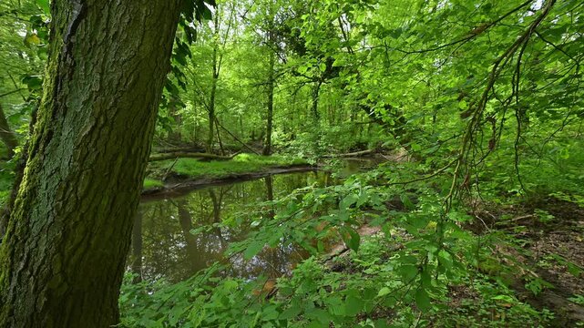 Auwald, T&uuml;mpel, Wasser, Baum, frisch, Fr&uuml;hling, Bulau, Erlensee, Hanau, Hessen, Deutschland, Europe