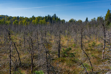 The trees in the volcanic Mohos Peat Bog are threatened by drying. The destruction of the pine trees is caused by attacks from various beetles. Mohos Peat Bog, Harghita County, Romania.