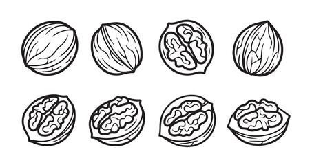 Walnut Fruits Line Art Vector Illustration