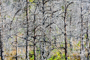 The trees in the volcanic Mohos Peat Bog are threatened by drying. The destruction of the pine trees is caused by attacks from various beetles. Mohos Peat Bog, Harghita County, Romania.