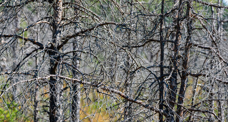 The trees in the volcanic Mohos Peat Bog are threatened by drying. The destruction of the pine trees is caused by attacks from various beetles. Mohos Peat Bog, Harghita County, Romania.