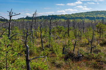 The trees in the volcanic Mohos Peat Bog are threatened by drying. The destruction of the pine trees is caused by attacks from various beetles. Mohos Peat Bog, Harghita County, Romania.
