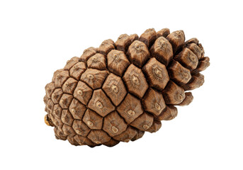 Brown pine cone isolated on transparent background, natural forest element in PNG format for design and decoration
