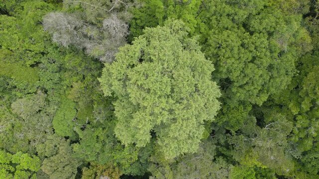 Drone footage: zooming out from the canopy in the brazilian Amazon rainforest, perpendicular view
