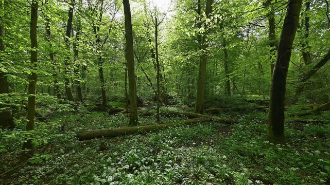 Bl&uuml;hender, B&auml;rlauch, Wald, frisch, Fr&uuml;hling, Bulau, Erlensee, Hanau, Hessen, Deutschland, Europe