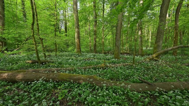 Bl&uuml;hender, B&auml;rlauch, Wald, frisch, Fr&uuml;hling, Bulau, Erlensee, Hanau, Hessen, Deutschland, Europe