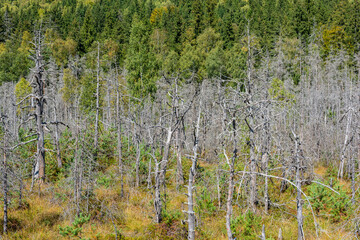 The trees in the volcanic Mohos Peat Bog are threatened by drying. The destruction of the pine trees is caused by attacks from various beetles. Mohos Peat Bog, Harghita County, Romania.