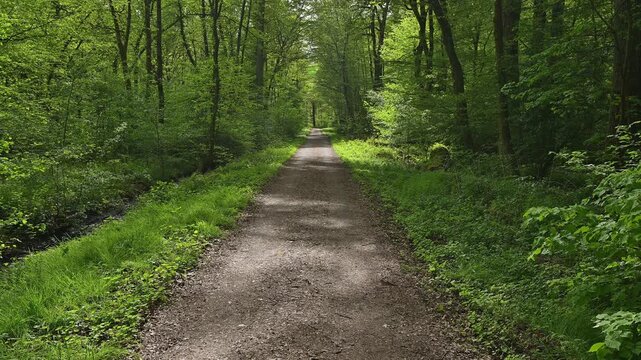 Waldweg, frisch, Fr&uuml;hling, Bulau, Erlensee, Hanau, Hessen, Deutschland, Europe