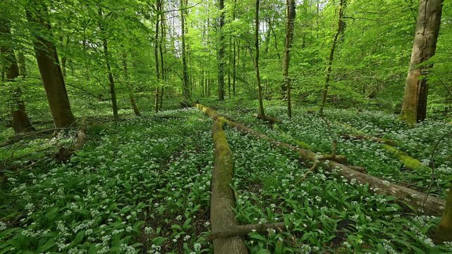 Bl&uuml;hender, B&auml;rlauch, Wald, frisch, Fr&uuml;hling, Bulau, Erlensee, Hanau, Hessen, Deutschland, Europe