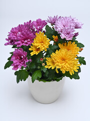 pot with blooming chrysanthemums of bright colors