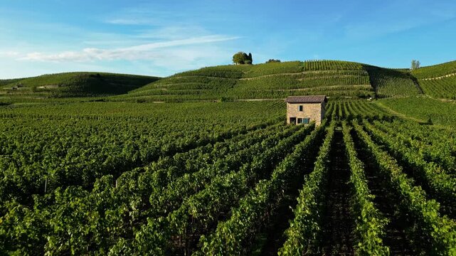 Aerial drone view over vineyards in Tain Hermitage, Rhone Valley, France at sunset, featuring a charming small stone house among grapevines in France&rsquo;s famous wine region.