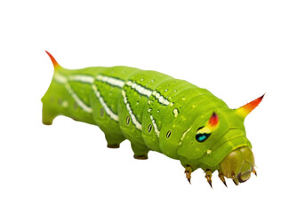 Green caterpillar isolated on transparent background PNG, lime butterfly larva with red horns and...