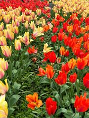 red and yellow tulips