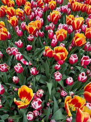 red and yellow tulips in spring