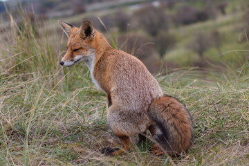 A young fox defecates. A fox and its feces, which consist of red berries.