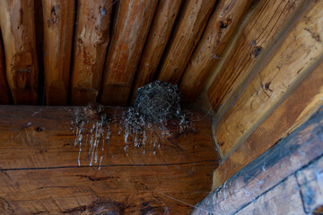 close up of old wooden cabin with a birds nest