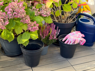 View of a balcony terrace garden with potted Hydrangeas, pink Calluna Vulgaris, empty flower pots and gardening gloves in autumn time	