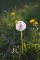 White fluffy dandelion seed head close-up on green meadow background with sunlight, symbol of spring and nature.