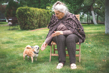 Elderly woman sitting on chair in garden reaching hand to small chihuahua dog, moment of gentle interaction, concept of aging and companionship