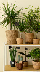 Decorative plants in pots stand on a shelf