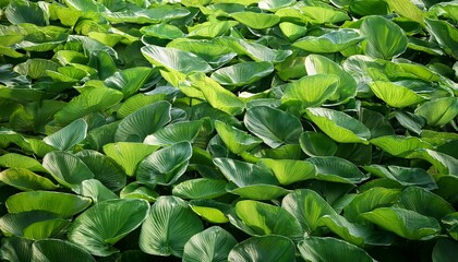 Green Water Plant Background