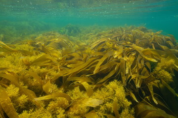 Brown seaweed underwater seascape in the Atlantic ocean natural scene