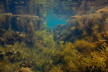 Underwater seascape brown algae below water surface Atlantic ocean