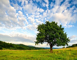 Obraz premium A solitary tree on a grassy hilltop under a vibrant sky