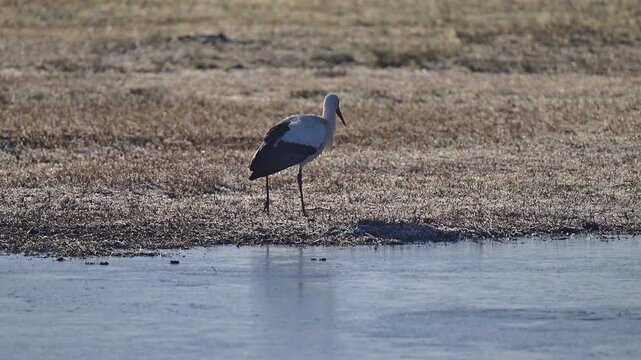 Wei&szlig;storch (Ciconia ciconia), ein, Vogel, Winter