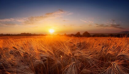 Obraz premium Wheat Field And Colorful Sunrise Ears Of Wheat Close Up