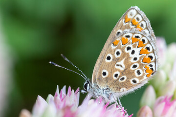 Brown Argus (Aricia agestis) on Hylotelephium 'Herbstfreude' (Pink Sedum)
