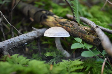 niewiadomy grzyb © Tetiana