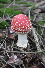 muchomorek nastolatek