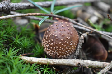 muchomorek © Tetiana