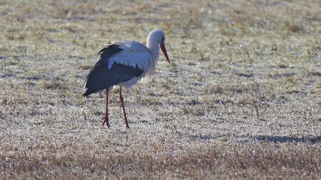 Wei&szlig;storch (Ciconia ciconia), ein, Vogel, Winter