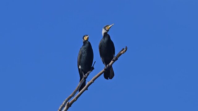 Kormoran (Phalacrocorax carbo), zwei, V&ouml;gel, Ast, blau Himmel