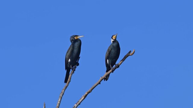 Kormoran (Phalacrocorax carbo), zwei, V&ouml;gel, Ast, blau Himmel