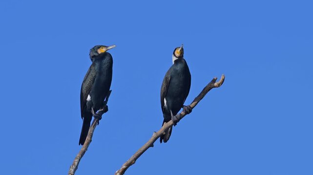 Kormoran (Phalacrocorax carbo), zwei, V&ouml;gel, Ast, blau Himmel