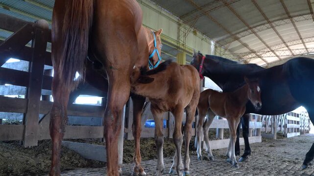 Natural Quarter Horse breeding program with nursing mare in Argentina