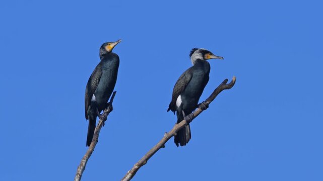 Kormoran (Phalacrocorax carbo), zwei, V&ouml;gel, Ast, blau Himmel