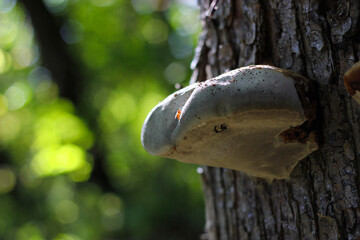 Tinder mushroom on a tree. Tinder fungus mushroom on an old tree in the forest. Parasitic fungus closeup. Tinder fungus. A large mushroom on a tree. Tree trunk with tinder mushroom. 