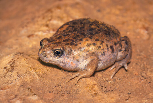 Close-up side view of a Mole toadlet frog (Uperoleia talpa) sitting on a rock, Karijini national park, western australia, australia