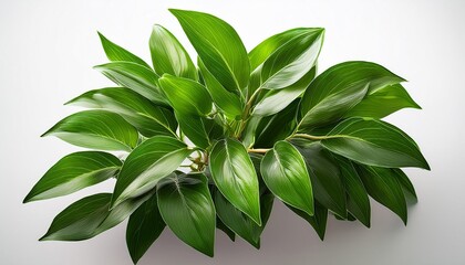 Isolated Green Plant With Glossy Leaves On Transparent Background