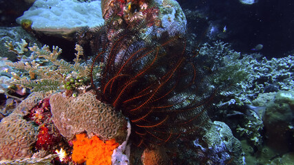 Feather star during a dive at the north coast of Bali