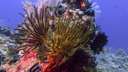 Feather star during a dive at the north coast of Bali