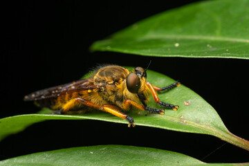 Macro shot of a robber fly on green leaf with black background